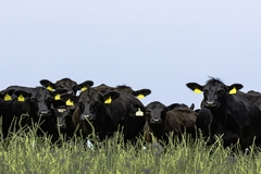 Black cattle with yellow ear tags in a field
